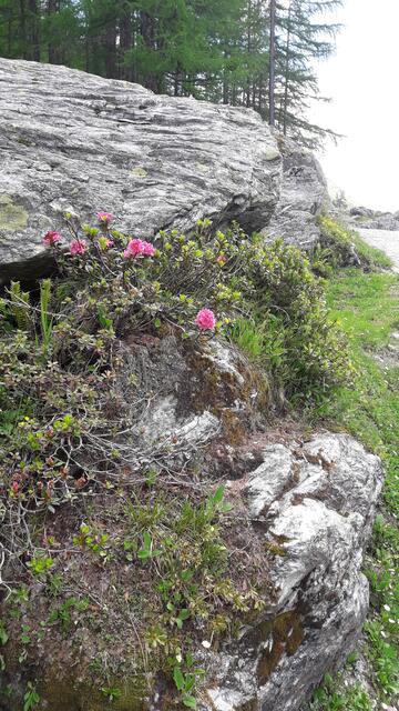 herrliche Natur... | Foto: I.Wozonig