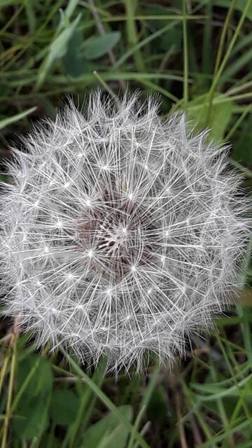 unberührte Almwiesen erfreuen das Auge und die Tiere.. | Foto: I.Wozonig