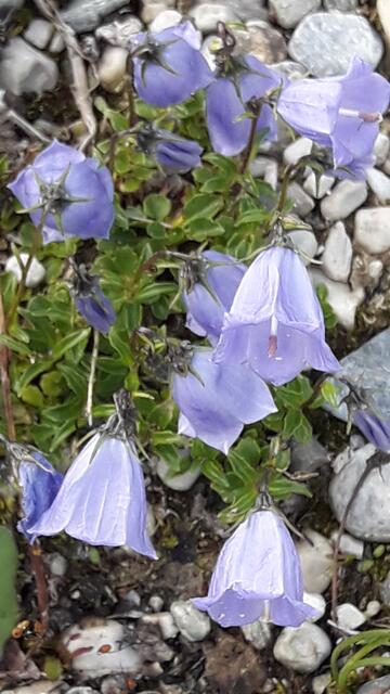 sie läuten den Sommer ein... | Foto: I.Wozonig