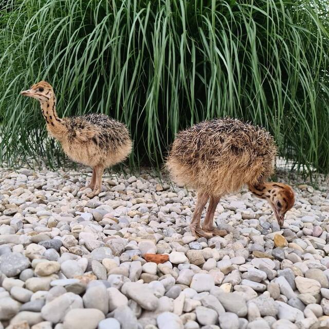 Nachwuchs: 25 Küken für den Straußenhof in Winklarn - Amstetten