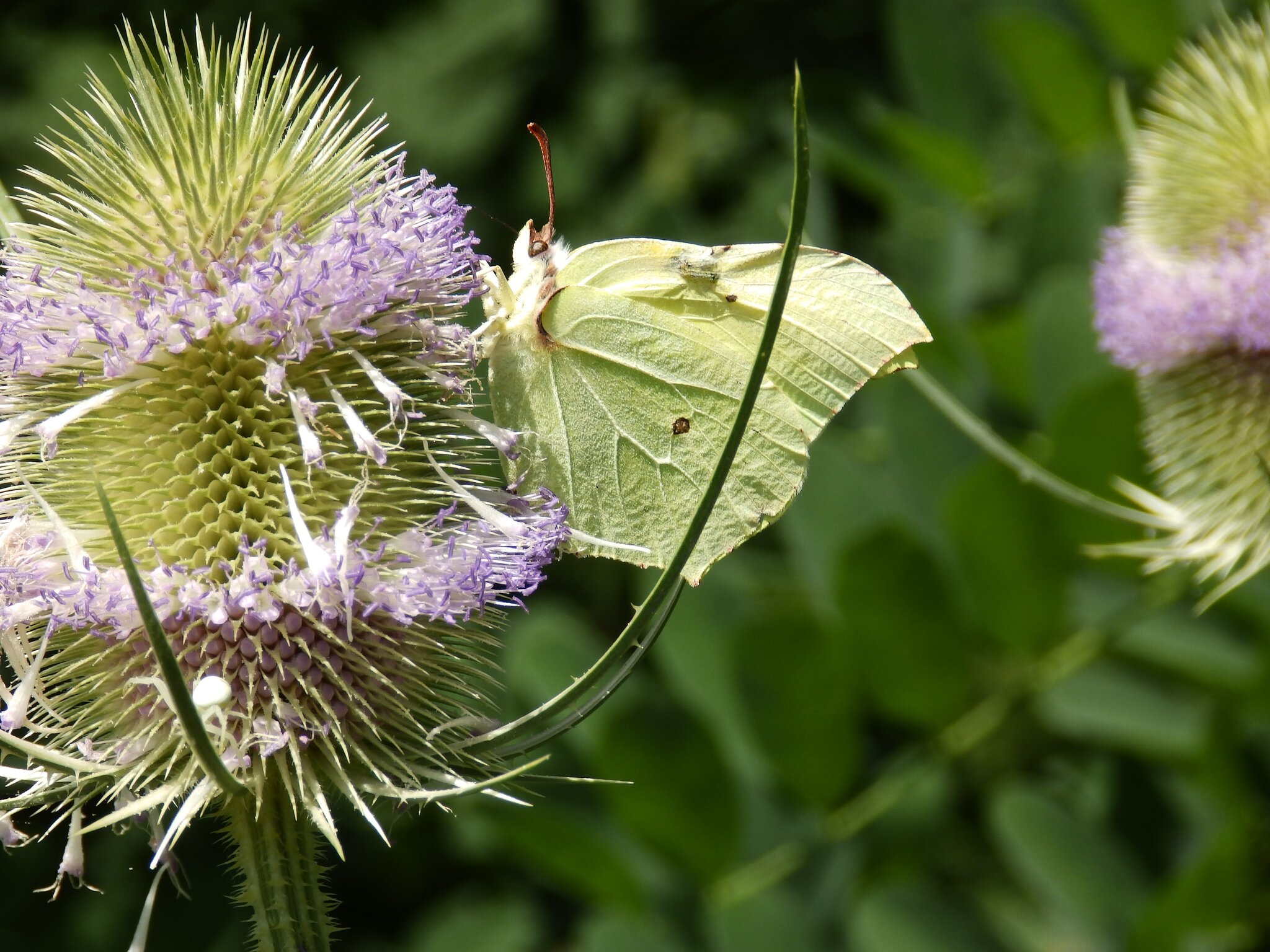 Schmetterlinge - Südoststeiermark