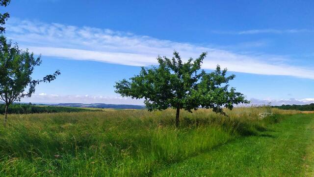 Der Hesselberg - fälschlich wird er gelegentlich als „höchster Berg der Frankenalb“ bezeichnet  | Foto: Aina Geber