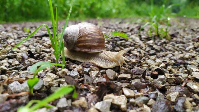 Die ist hier noch langsamer unterwegs als ich | Foto: Aina Geber