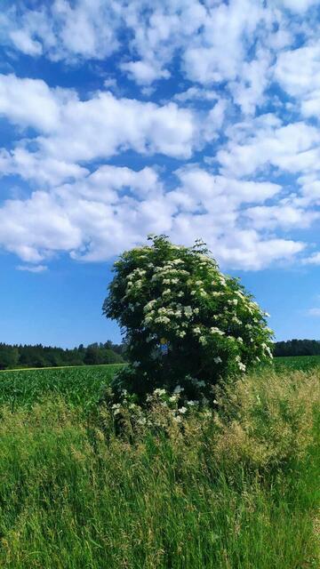 "So a Holler"
Wer weiß, was die Redewendung "Das ist ein Holler, das glaubt dir kein Mensch!" bedeutet? | Foto: Aina Geber