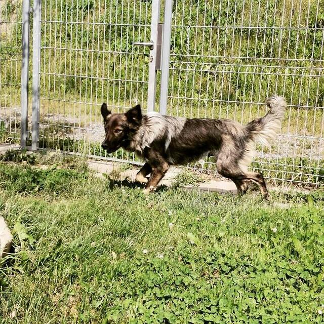 Kaya soll zu erfahrenen Hundekennern. | Foto: Renate Sabathi