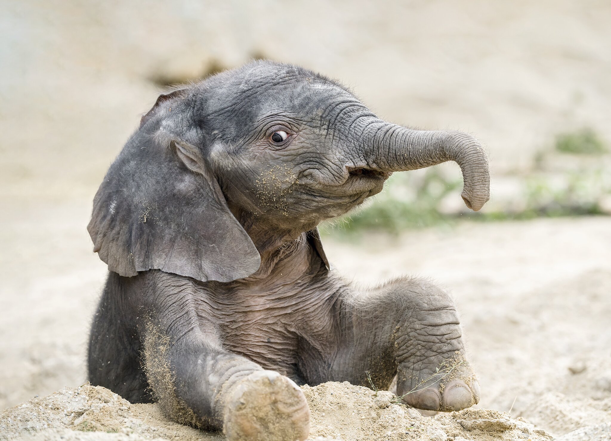 Trauer im Tiergarten Schönbrunn: Elefanten-Mädchen Kibali ist ...