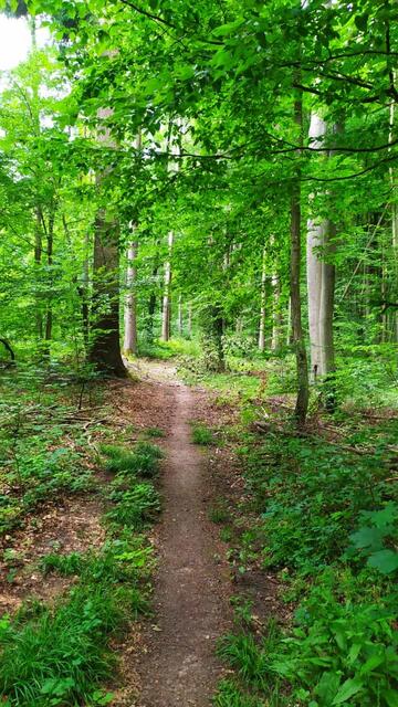 Ein schöner Waldweg am Weg Richtung Wertheim | Foto: Aina Geber