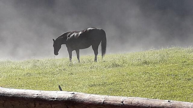 ...und Mensch und Tier dürfen wieder einen neuen Tag genießen... | Foto: I.Wozonig