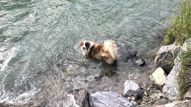 Vor allem Flüsse bieten die Möglichkeit gemeinsam mit dem Hund baden zu gehen. | Foto: BRS / Julian Kern