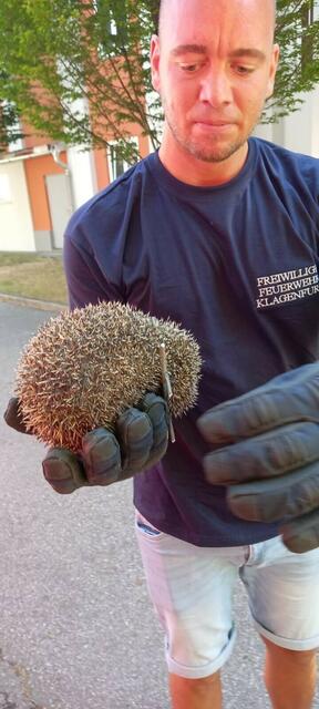 Dieser kleine Igel musste von den beiden Feuerwehrmännern Andreas Luschnig und Manuel Delija gerettet werden.  | Foto: FF St. Ruprecht