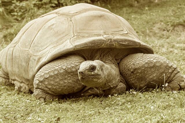 Rund 130 Jahre wurde Schurli alt. | Foto: Daniel Zupanc