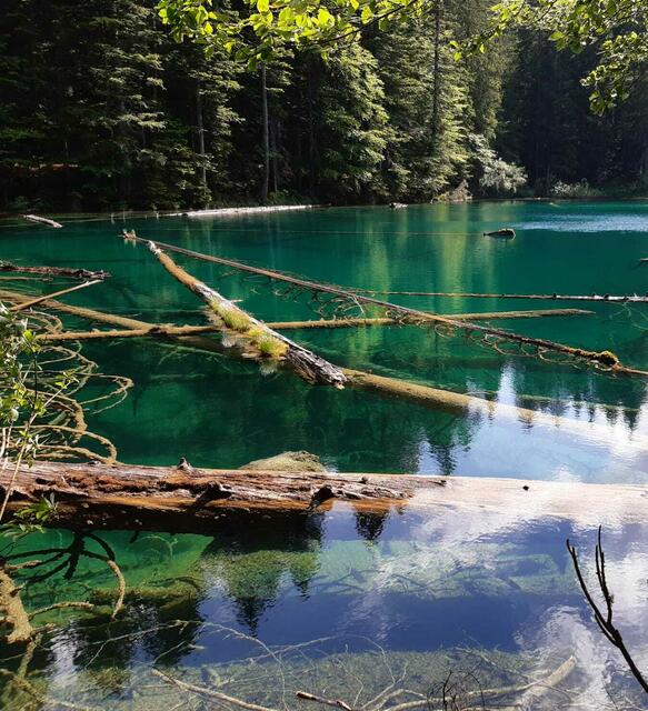 Auf den Wegen finden sich viele Pflanzen, die bereits vom Aussterben bedroht sind.  | Foto: Naturfreunde Niederösterreich