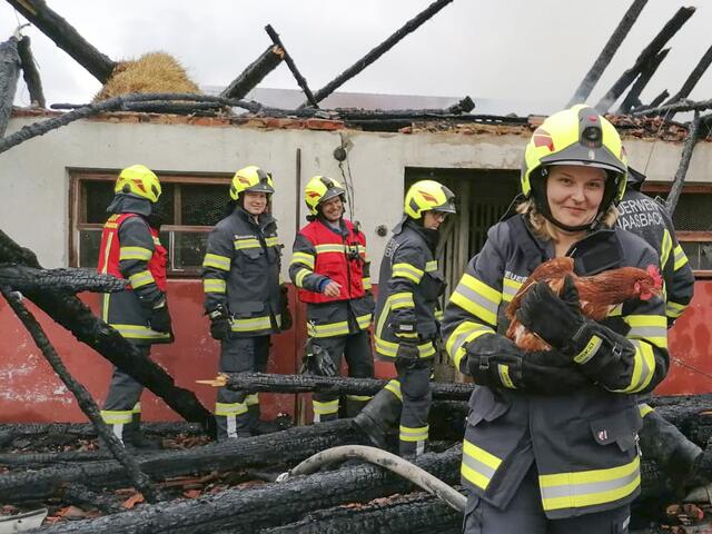 Einige Hühner und Kücken konnten gerettet werden.  | Foto: Fischer/zema-medien.de