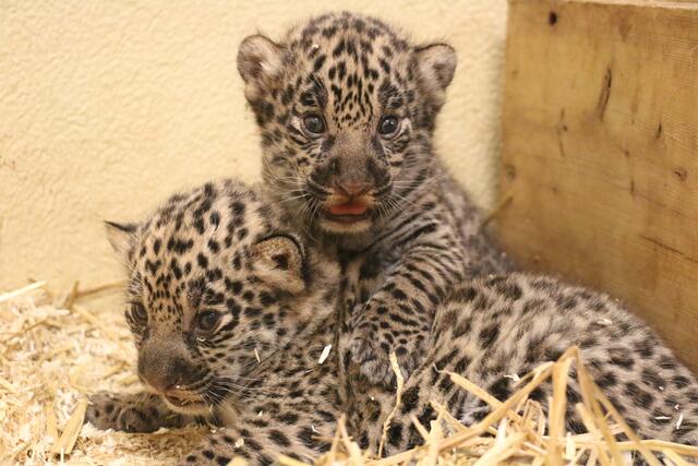 Die zwei Jaguar-Mädchen haben noch keinen Namen. | Foto: Zoo Salzburg