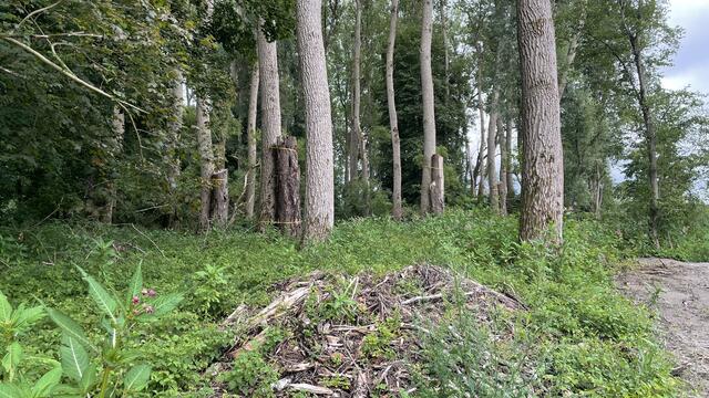 Hohlbäume werden an lebende Bäume angebunden und sind "Nistkästen" für Fledermäuse. | Foto: Haindl