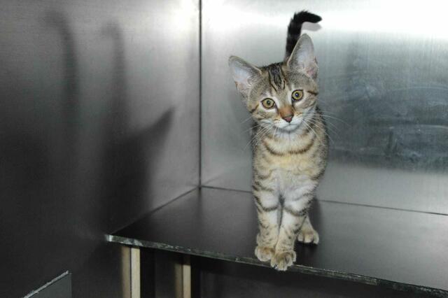 Hanni will nur mit ihrer Schwester ausziehen. | Foto: Renate Sabathi