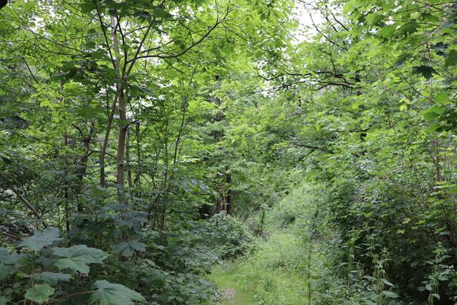Welcome to the Jungle! | Foto: Ricarda Stengg