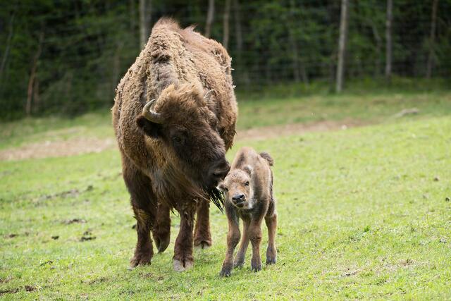 Im Wildpark Assling kam ein junges Wisent zur Welt. | Foto: © Wildpark Assling