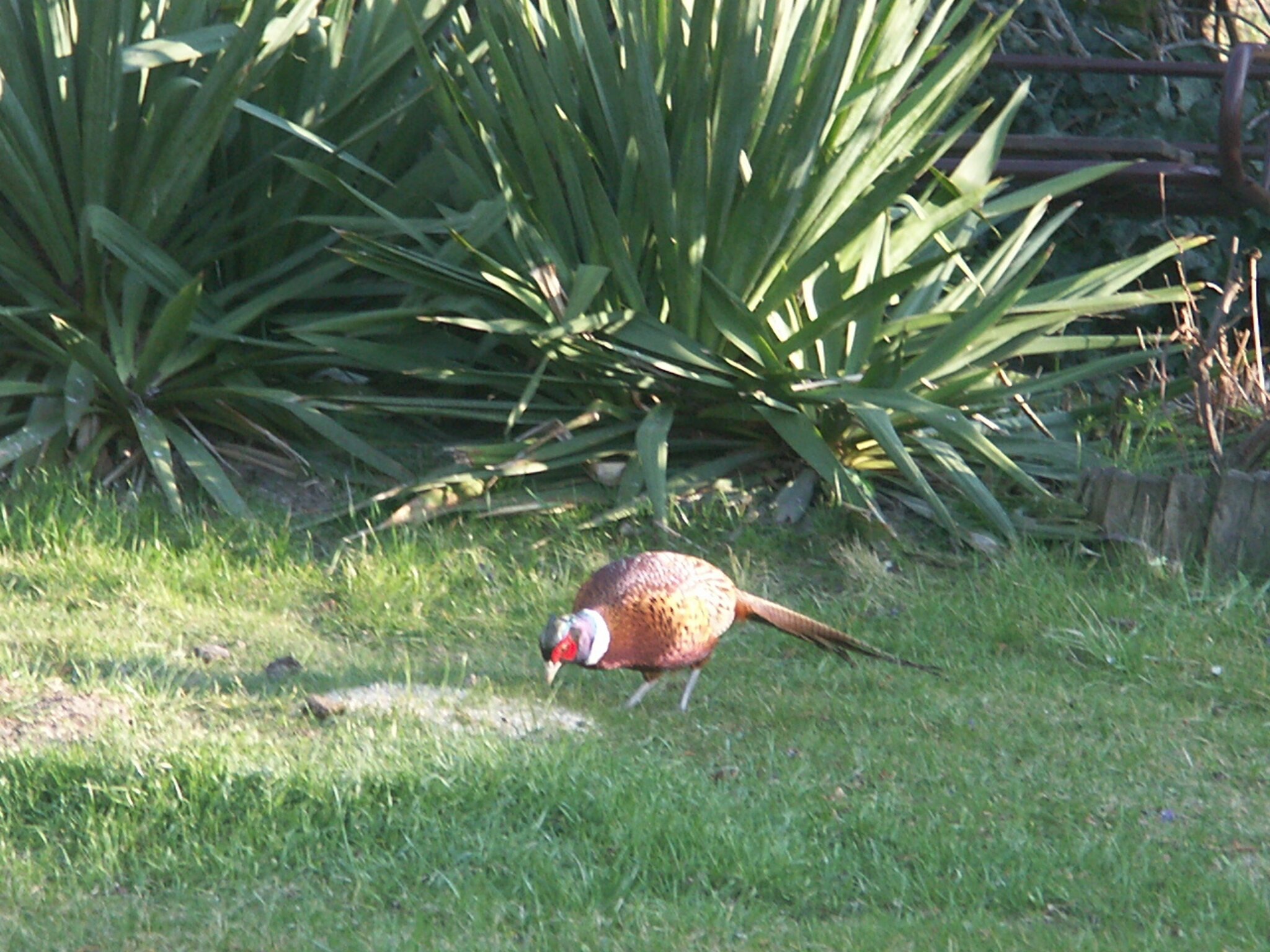 Fasan im Garten Fasan im Garten Baden