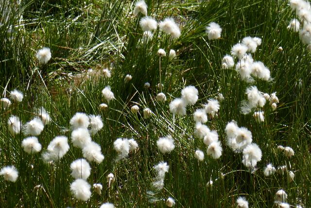 Wo viel Wasser ist, fühlt sich das Wollgras wohl.  | Foto: Thomas Neuhold