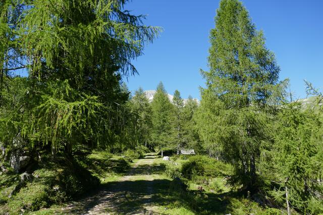 Durch den lichten Lärchenwald führt anfangs noch ein Almweg Richtung Seen.  | Foto: Thomas Neuhold