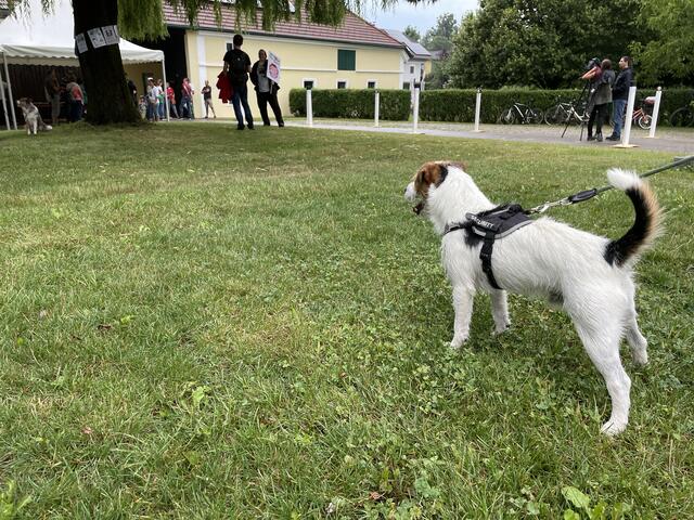 ...und wurde dabei auch von diesem Hund unterstützt. | Foto: Kautzky