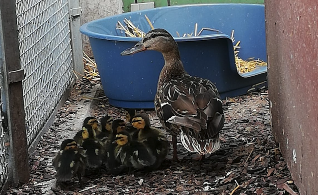 Die Entenfamilie irrte am Parkplatz des SCS umher | Foto: TSA