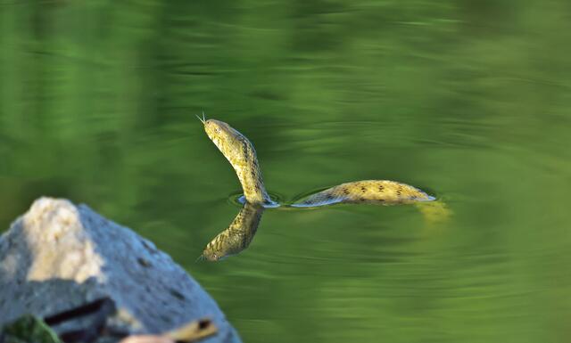 Die Würfelnatter (Natrix tessellata).
