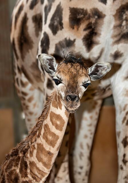 Für die Giraffendame Wakilia geht es ab nach Lettland. | Foto: Zoo Schmiding/Peter Sterns