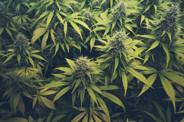 Bei einer 49-Jährigen Wolfsbergerin wurden knapp 19 Kilogramm Cannabiskraut sichergestellt.