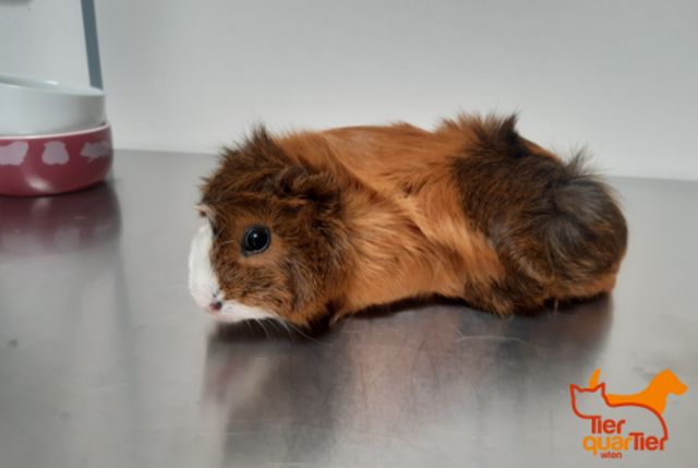 Vier Schweinchen warten im Tierquartier auf ein neues Zuhause.  | Foto: Tierquartier