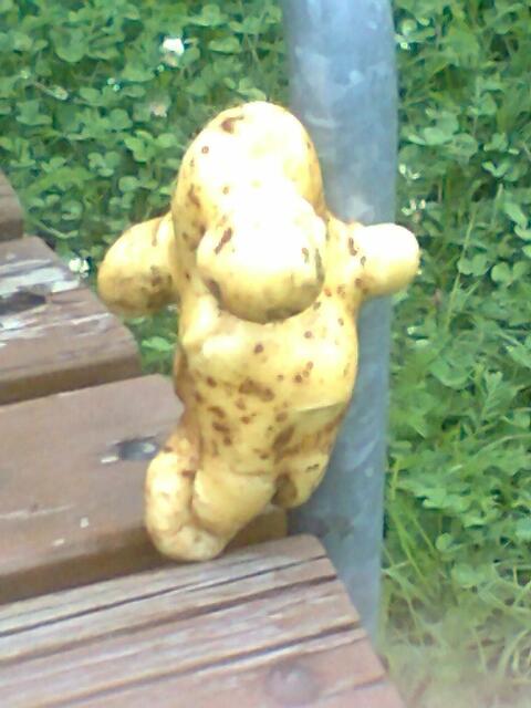 Das Kartoffelmännchen hat Macek ausgebuddelt.
