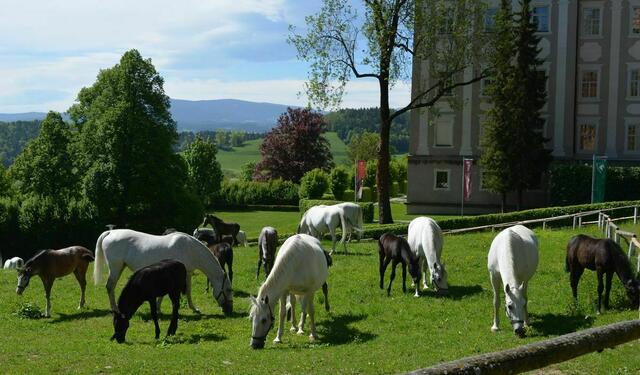 Idylle pur im Lipizzanergestüt Piber.