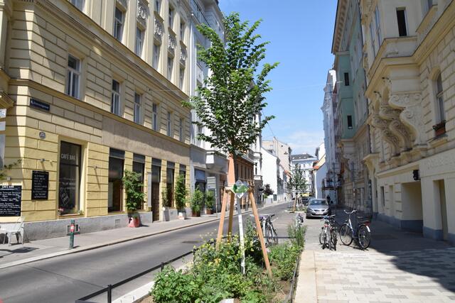 Drei Baumscheiben in der Strozzigasse werden von Privatpersonen betreut. Im August werden auch für andere Grünflächen fleißige Helferinnen und Helfer gesucht. | Foto: Lokale Agenda 21