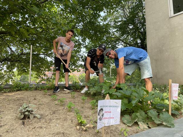 Andreas Kokesch und Anderson Abreu Adrian mit ihrem Ausbildner Philipp Brunnhuber beim Garteln.