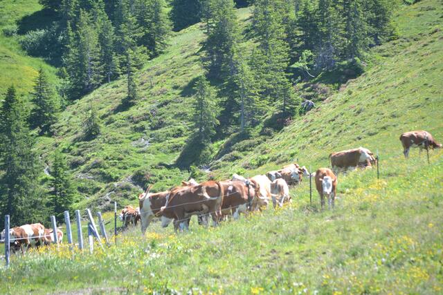 Kühe auf der Alm