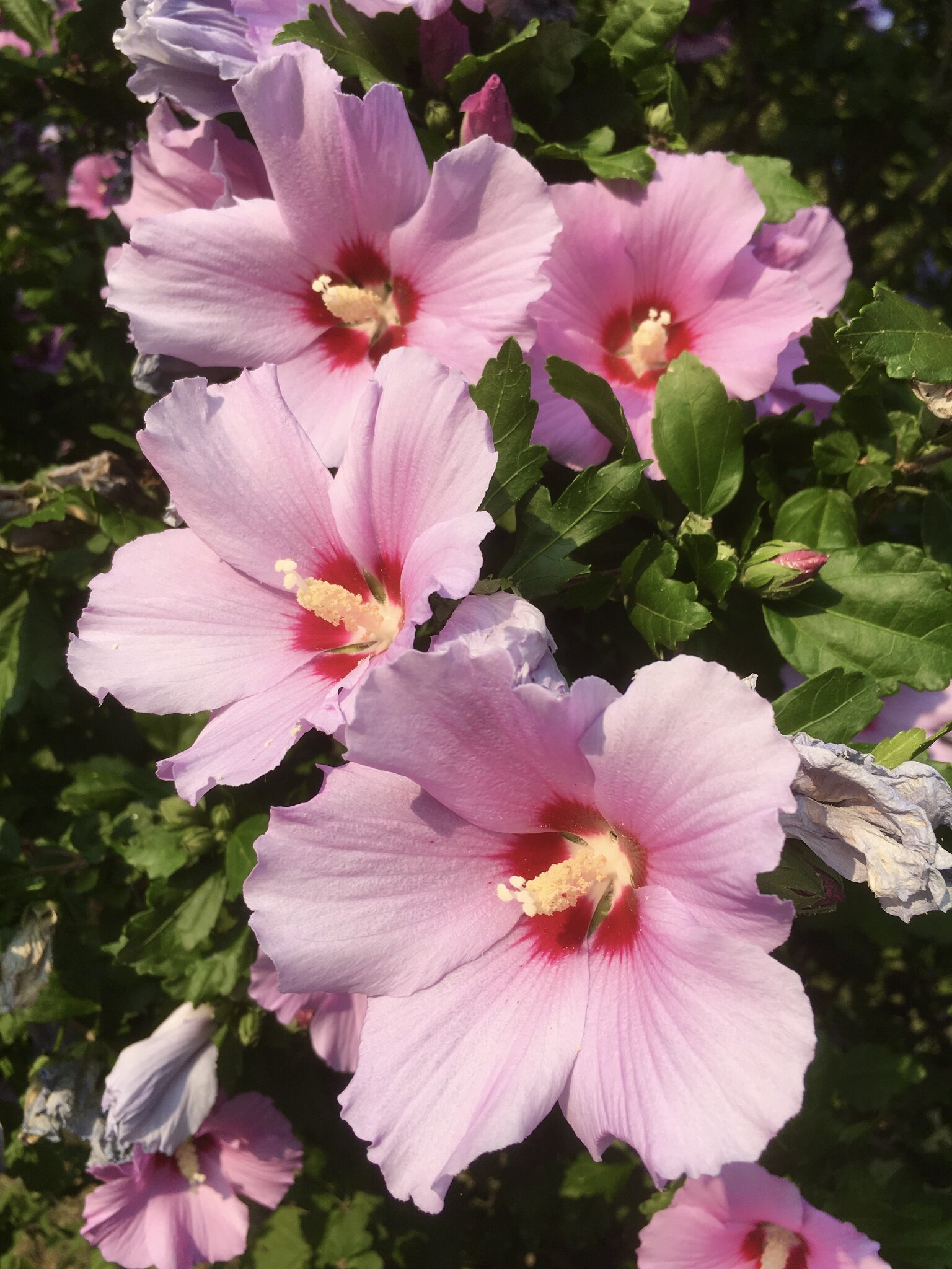 Hibiskus, Eibisch, Malve und Co Marshmallow und Käsepappel Wiener