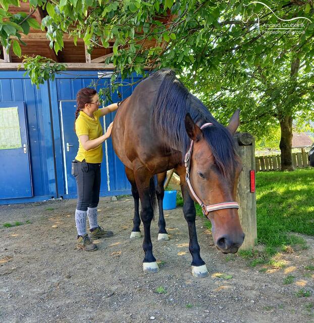 Hier behandelt Andrea Grubelnik das Becken des Pferdes.  | Foto: Pferdephysio Grubelnik