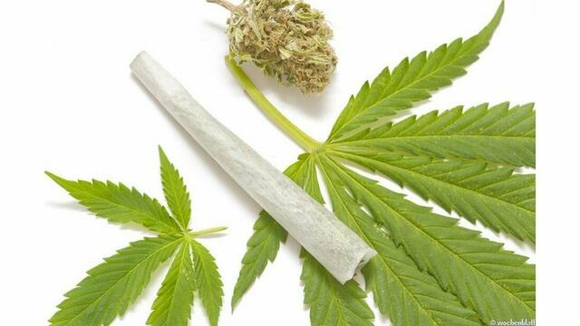 Cannabis, Kokain, LSD: die Dealer hatten die gesamte Palette in ihren Wohnungen gelagert.