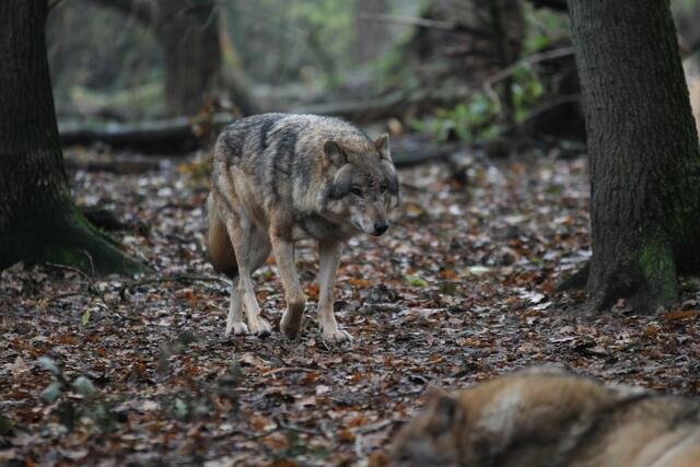 Es kann nur ein Wolf gewesen sein, der das neugeborene Angus-Kalb am Hof von Bruno Seiser in Unterweißenbach getötet hat.  | Foto: panthermedia - CarmenMonsees