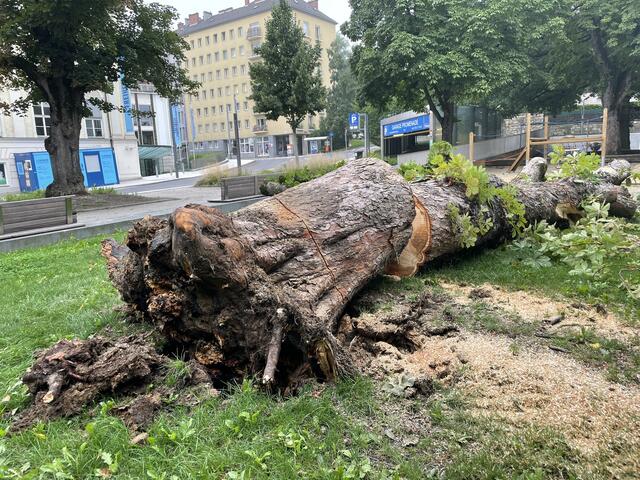 Auch im Promenadenpark ist ein Baum dem Unwetter zum Opfer gefallen. Die Aufräumarbeiten laufen.