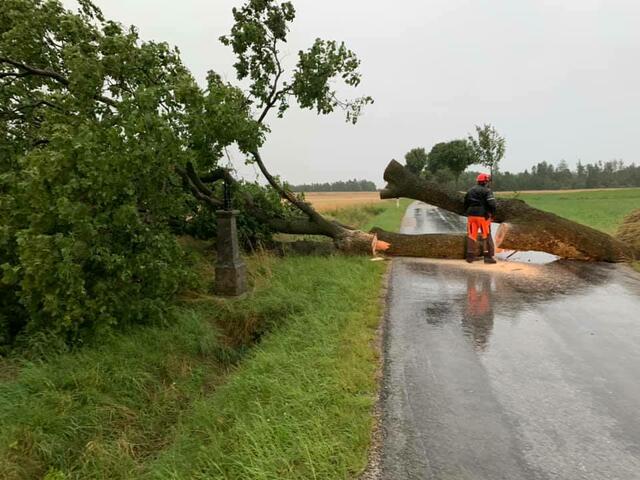 Bäume stürzten auf die Straße.