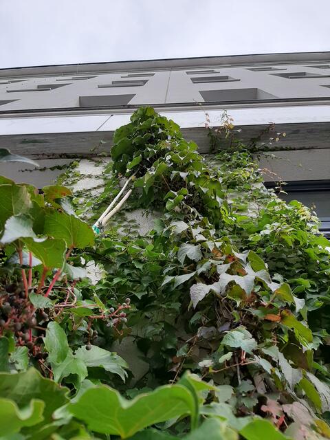Mit Planzen aus einem Trog lassen sich bis zu acht Quadratmeter Fassade begrünen.