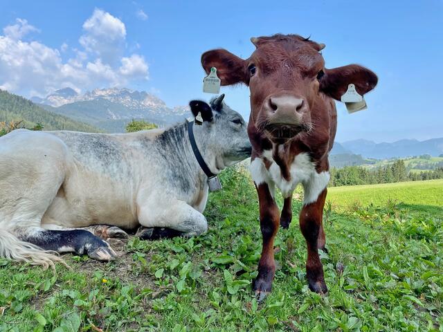 Tierische Begegnungen in der Wanderregion Dachstein West. | Foto: Theresa Kaserer-Peuker