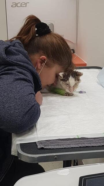 Viele der gefangenen Katzen sind krank oder schwer verletzt.