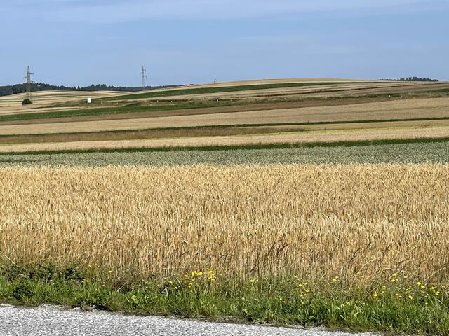 Die Felder im Bezirk Zwettl sind gut bestellt – nun hoffen die Landwirte noch auf eine reibungslose Ernte.