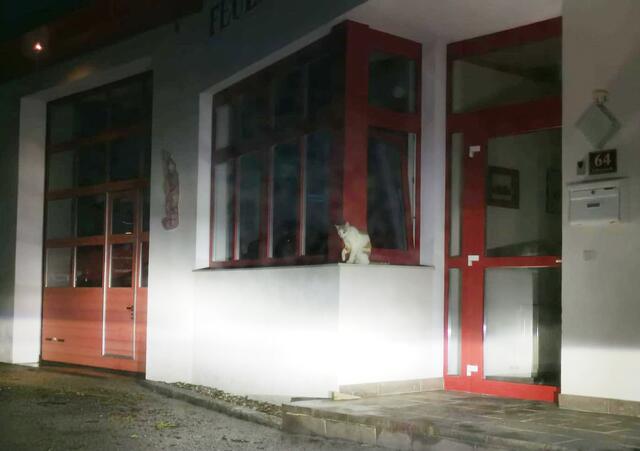 Der Kater besuchte immer wieder das Feuerwehrhaus.