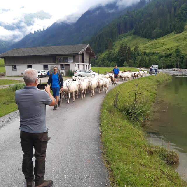 Verfrühter Almabtrieb in der Kelchsau.
