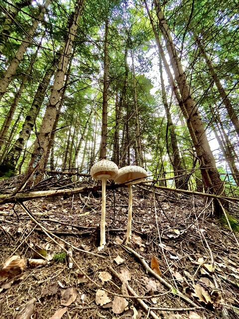 Wer ganz genau hinsieht, entdeckt die ein oder andere Überraschung im Wald! | Foto: Ricarda Stengg