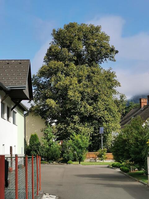 Diese prachtvolle Linde ist ein Juwel.
